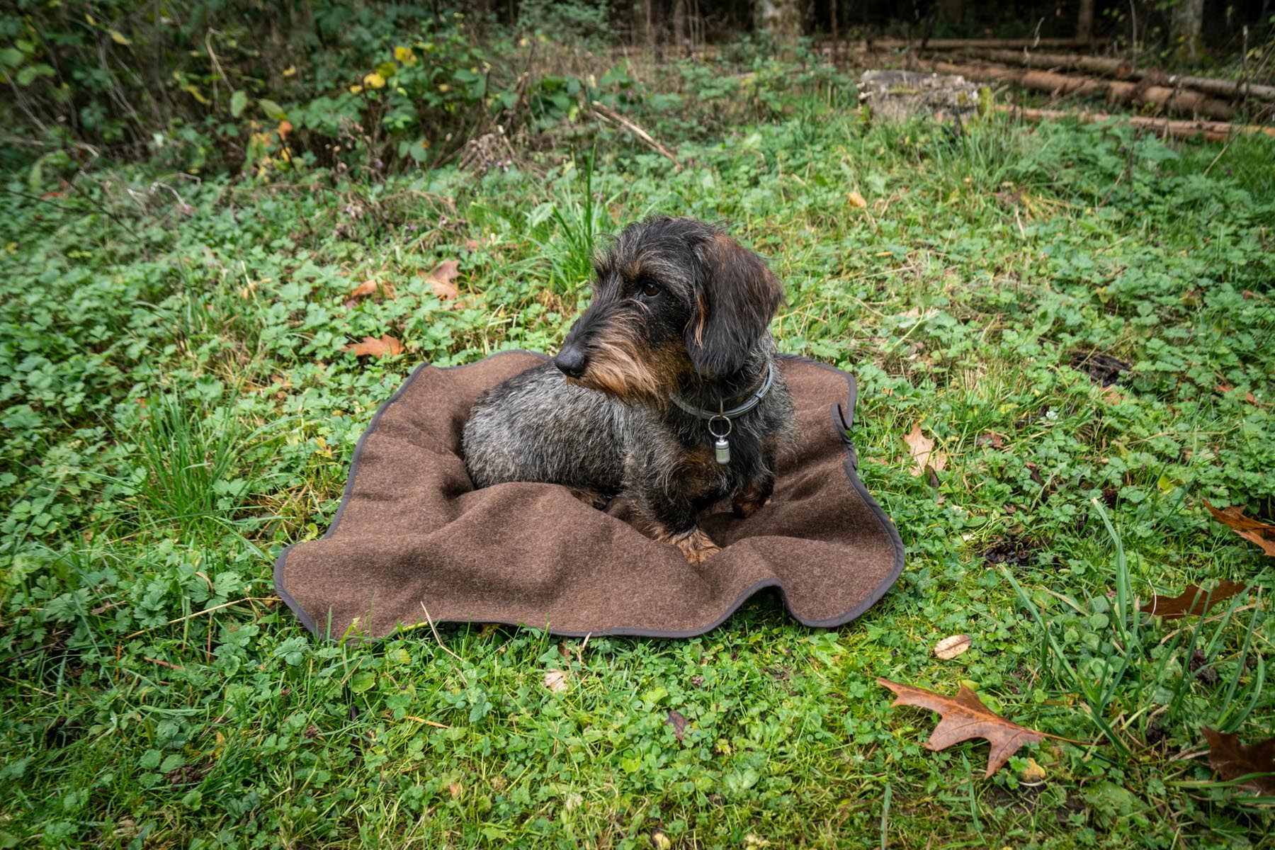 Platzhalter Hundedecke