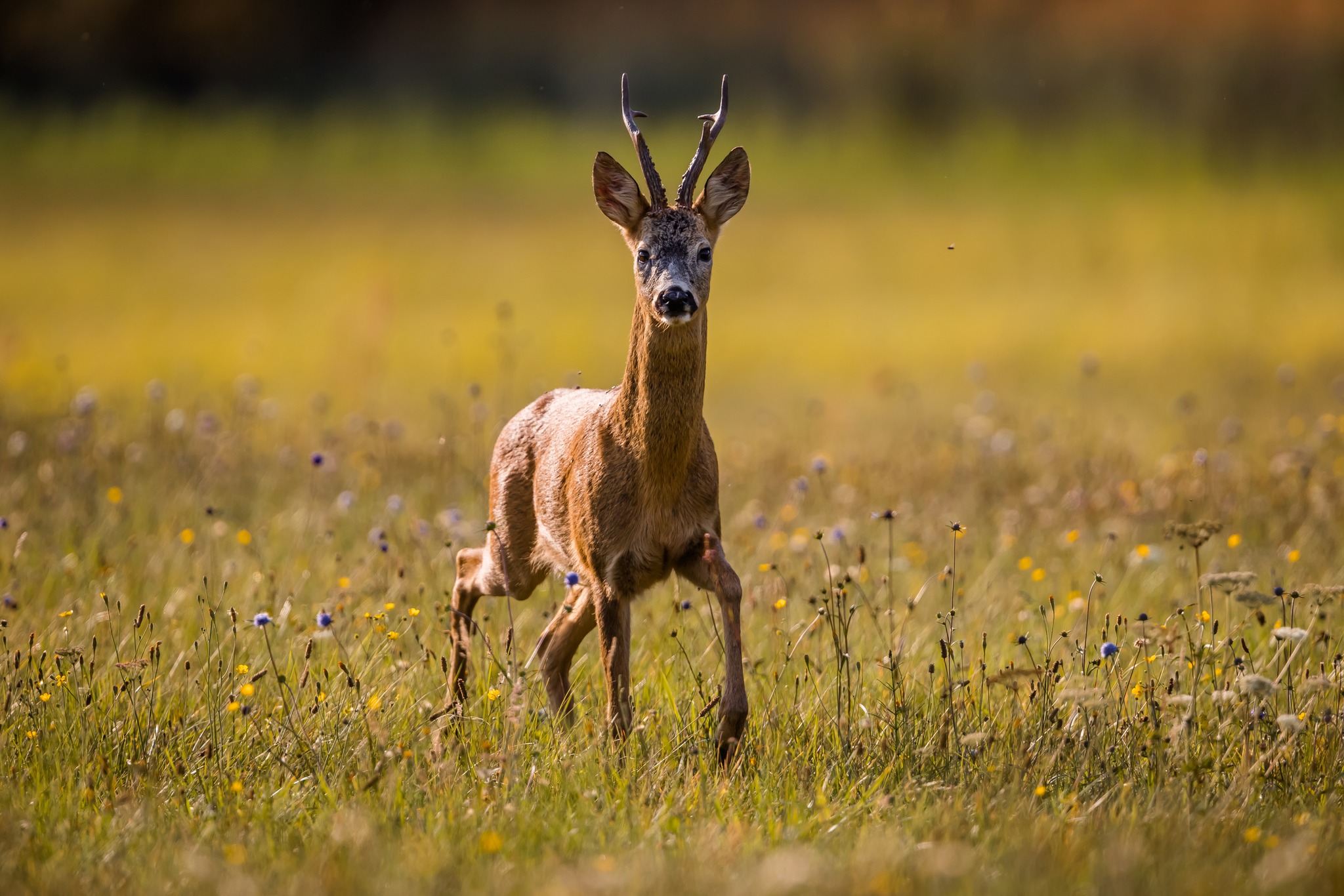 Mit der nahenden Blattzeit startet für viele Jägerinnen und Jäger eine der schönsten und faszinierendsten Jagdzeiten des Jahres. #Jagdpraxis #Jagd #Jagen #Blattzeit #Blattjagd #Rehbock