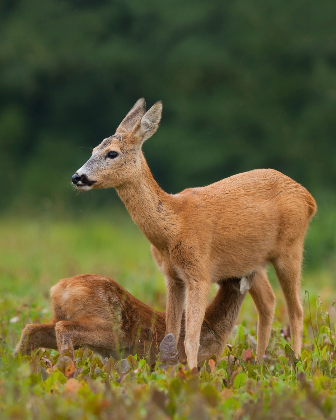 Immer wieder schön, einen solchen Anblick im Revier genießen zu dürfen. Solche Momente gehören zu dem, was die Jagd im Revier ausmacht. #Jagdrevier #Jagd #Jagen #Rehkitz #Kitzrettung