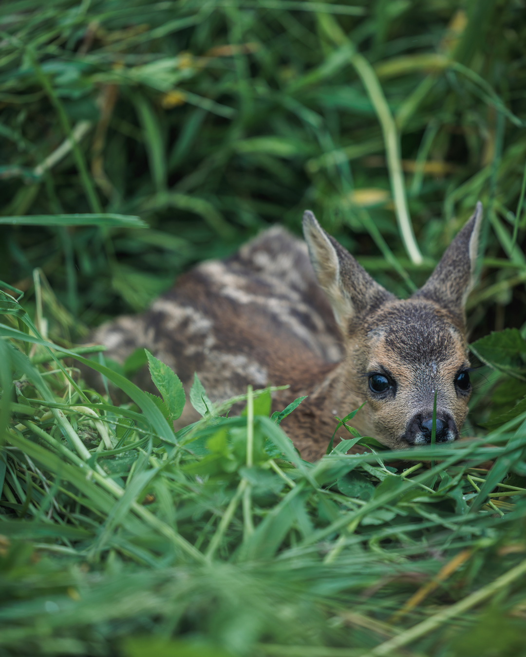 Schon seit Wochen sind wieder Jägerinnen und Jäger gemeinsam im Revier unterwegs, um Rehkitze aus den Wiesen zu sichern und vor dem Mähtod zu schützen. Vielen Dank für Euren unermüdlichen Einsatz! #kitzrettung #Jagd #Jagdrevier #rehkitz #Jagdleben #Wildtierschutz