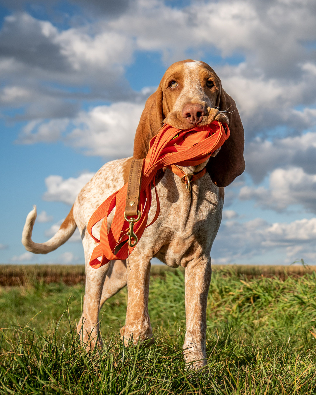 Vom ersten Training bis zum anspruchsvollen Einsatz im Revier – das umfangreiche Waldkauz Hundezubehörprogramm begleitet Euch und Euren Vierläufer zuverlässig in jeder Situation. Ob robuste Leinen, funktionale Halsungen oder durchdachte Begleiter für die tägliche Arbeit mit dem Hund: Jedes Produkt verbindet hochwertige Materialien mit Funktionalität und Langlebigkeit. Entwickelt für den jagdlichen Alltag, gemacht für viele gemeinsame Stunden im Revier, beim Training und unterwegs in der Natur. #Jagdhundeausbildung #Jagdhundearbeit #Jagdhund #Waldkauzloden #WorkingDog