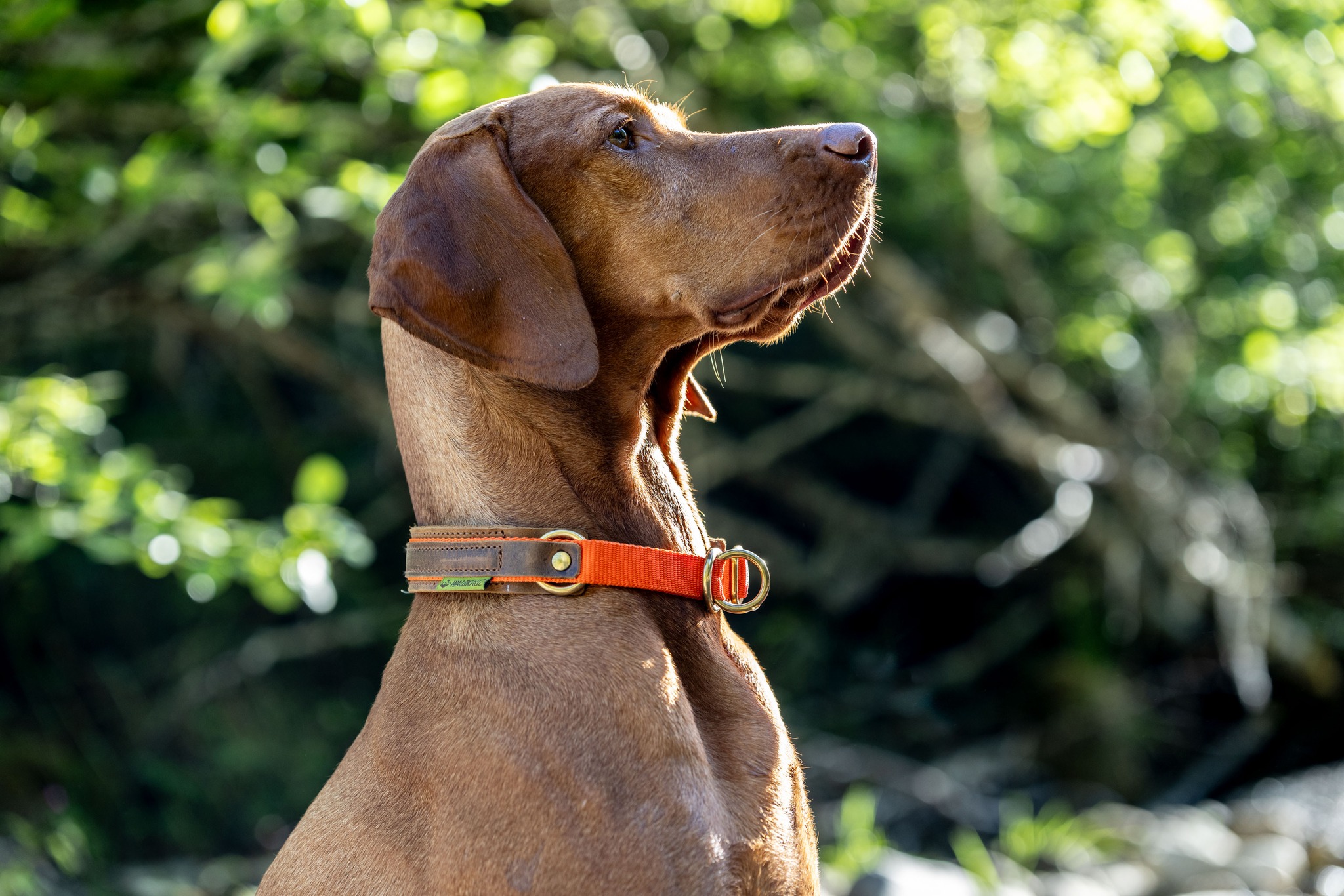 Robust im Revier, stilvoll im Alltag: Unsere Zug-Stopp-Hundehalsung "Bremso" in Orange vereint strapazierfähiges Gurtband mit hochwertigem Fettnubukleder. Dank stufenloser Verstellung und leichtgängiger Zug-Stopp-Funktion sitzt sie sicher und komfortabel – ob auf der Jagd, beim Training oder beim täglichen Spaziergang. Erhältlich in verschiedenen Farben und passend zu unseren Leinen und weiterem Hundezubehör. #Jagdhund #JagdohneHundistSchund #Jagdhundeausbildung #Hundeausbildung