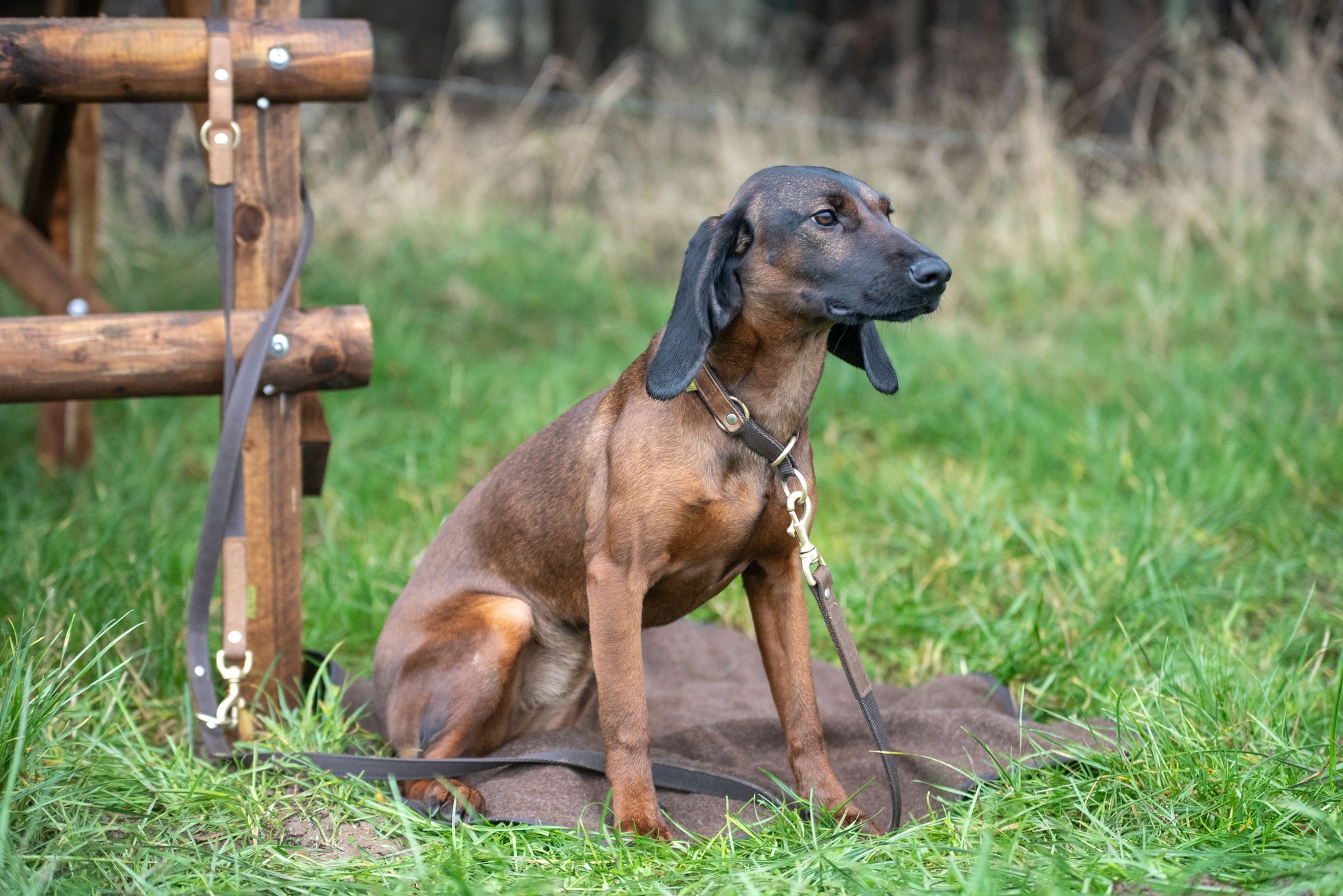 Ein gutes Hundehalsband muss vor allem eines sein: zuverlässig. Das Zugstopp-Halsband „Bremso“ verbindet robuste Materialien mit einer durchdachten Konstruktion. Hochwertiges Fettnubukleder, stabiles Gurtband und massive Messingbeschläge sorgen für Langlebigkeit und hohen Tragekomfort. Dank der stufenlosen Weitenverstellung lässt sich das Halsband optimal an den Hund anpassen. #Jagd #Jagen #Jagdhundeausbildung #Jagdhund #JagdOhneHundistSchund